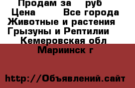 Продам за 50 руб. › Цена ­ 50 - Все города Животные и растения » Грызуны и Рептилии   . Кемеровская обл.,Мариинск г.